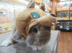 151116l.gif