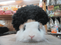 151117b.gif