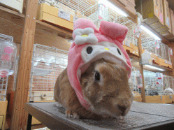 151117d.gif