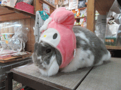 151119b.gif
