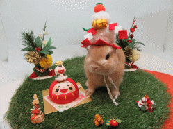 151119d.gif