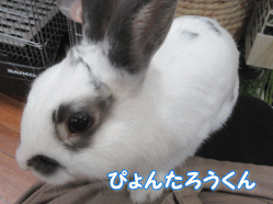 151121i.gif