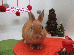151122e.gif