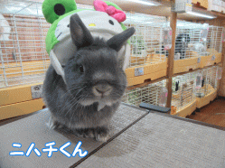 151123c.gif