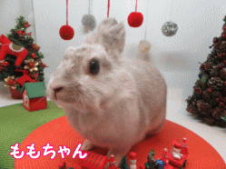 151123g.gif