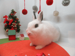 151123j.gif