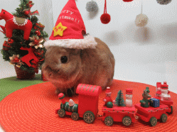 151123n.gif