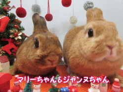 151124c.gif