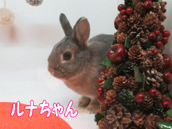 151126a.gif