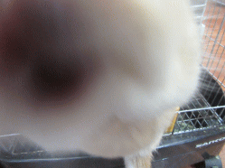 151126d.gif