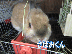 151126e.gif