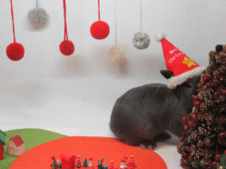 151127b.gif
