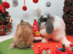 151129b.gif