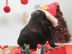 151129d.gif