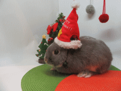 151129f.gif