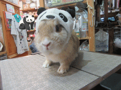 151129h.gif