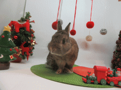 151129l.gif
