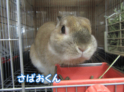 151129q.gif