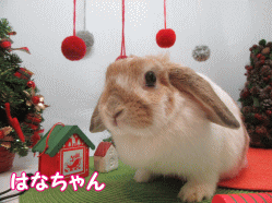 151130q.gif