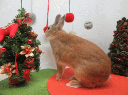 151130l.gif