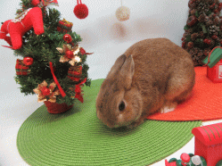 151130n.gif