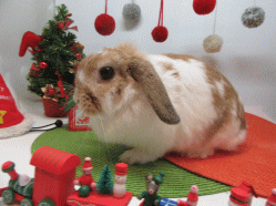 151130r.gif