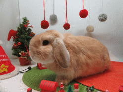 151201b.gif