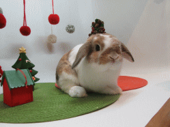 151201d.gif