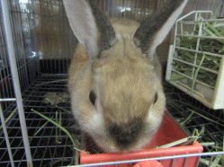 151203b.gif