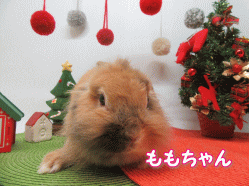 151204a.gif
