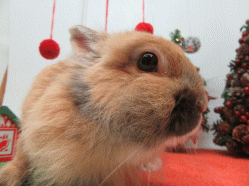 151204b.gif