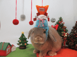 151204d.gif