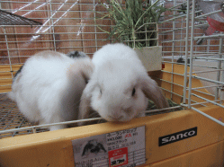 151207h.gif