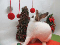 151208d.gif