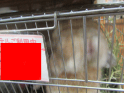 151210b.gif