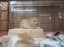 151211c.gif