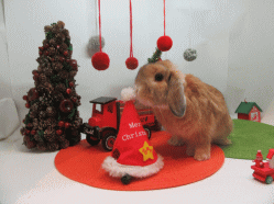 151212n.gif