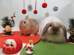 151212q.gif