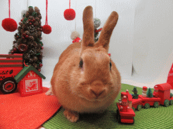 151212v.gif