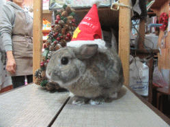 151213d.gif