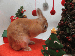 151213f.gif