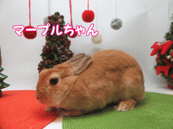 151213m.gif