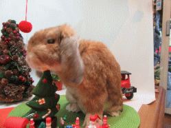 151213p.gif