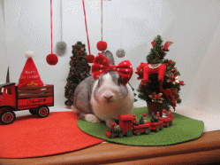 151214d.gif