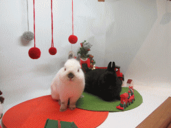 151214i.gif