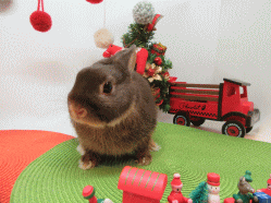 151215b.gif