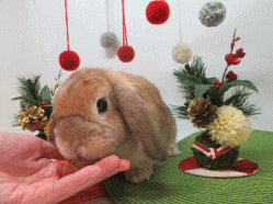 151215d.gif