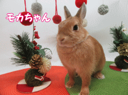 151215g.gif
