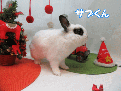 151215k.gif