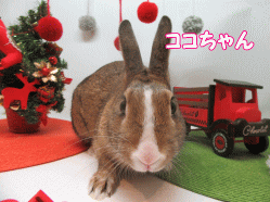151215m.gif